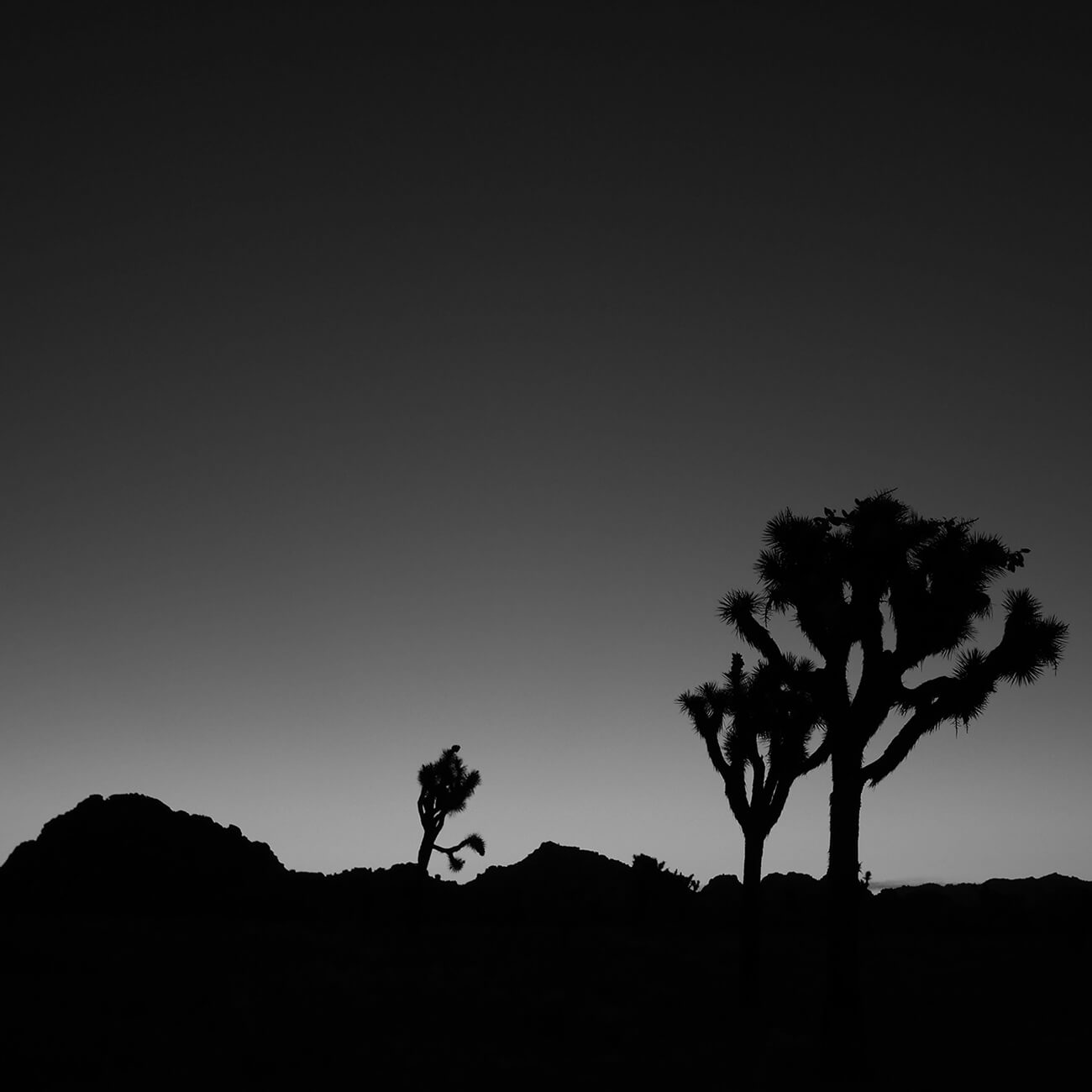 goki Mojave Desert 写真